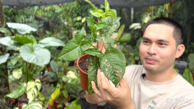 MOST BEAUTIFUL AND COLORFUL VARIETIES OF SYNGONIUM | SYNGONIUM VARIETIES | PLANT HAUL смотреть онлайн