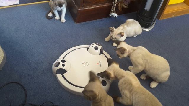 Devon rex kittens play pounce смотреть онлайн