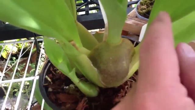Oncidium Orchid care, removing old bloom spike and how it re-blooms смотреть онлайн