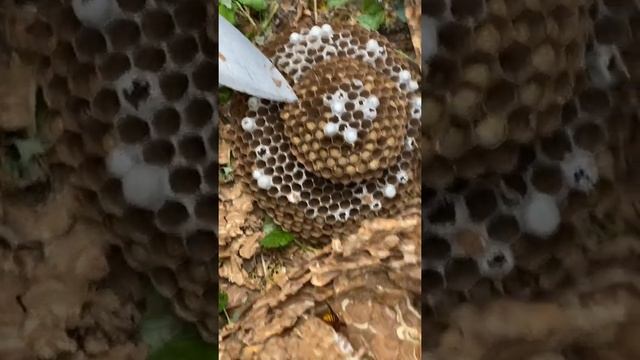 Насекомые убийцы-ШЕРШНИ. Как живут шершни. Гнездо шершней.