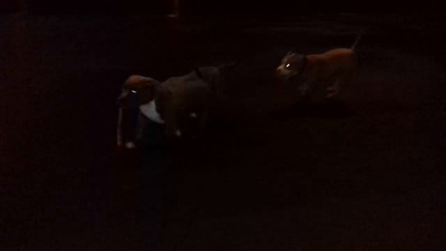 Американский Булли, щенки смотреть онлайн