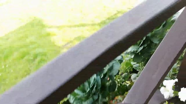 Казус по дороге на дачу. Как укоренила усы клубники. Уход за цветами. смотреть онлайн