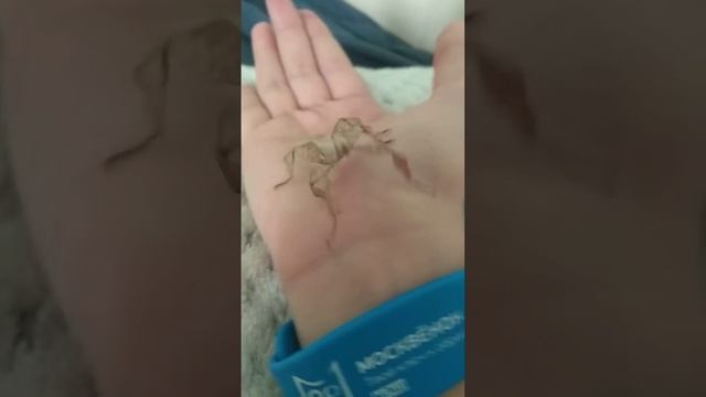 у меня есть австралийский палочник