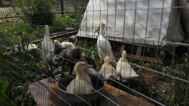 Переселили утят на улицу//Я дома, спасибо всем//Новости смотреть онлайн