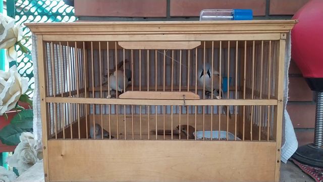 Усатые синицы смотреть онлайн