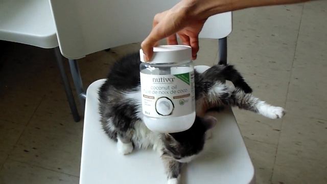 Update: Coconut Oil. Flea Killer & Repellent [kills & repels ticks, mites, too!] June. 25, '19 смотреть онлайн