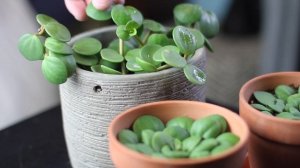 Peperomia rotundifolia «Peperomia Hope» Care | A Plant A Week