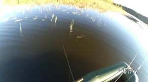 Воблер JACKALL MAGALON и ТВИСТЕР. Спиннинг DAIWA SILVER CREEK испытание!