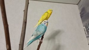 ЧТО Должно быть в КЛЕТКЕ ВОЛНИСТОГО Попугая -ОТВЕТ ЗДЕСЬ❗