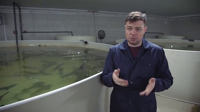 Рентабельность УЗВ реальный пример с цифрами осетр смотреть онлайн