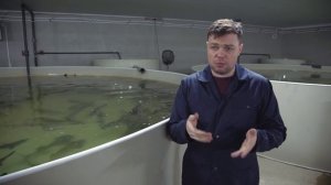 Рентабельность УЗВ реальный пример с цифрами  осетр