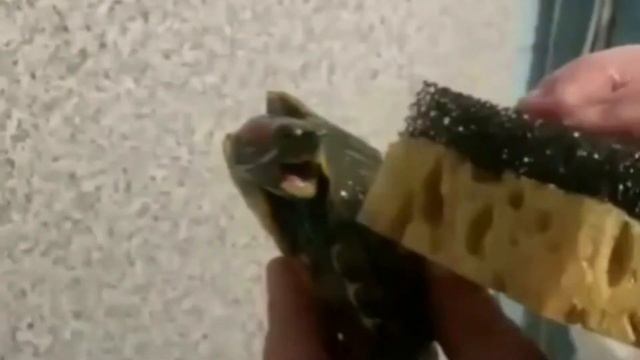 Частушки про баню. Купание красноухой черепахи смотреть онлайн