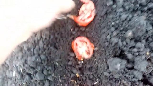 Помидорка из Магазина. Сею семена на Рассаду из Магазинного Помидора. 27.04.2022г. ЭКСПЕРИМЕНТ. смотреть онлайн