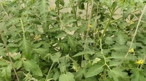 Лучшие Сорта Томатов Для Теплицы Из Поликарбоната Видео