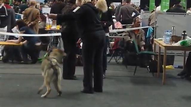 Чехословацкий влчак.MOV смотреть онлайн