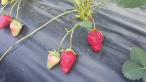 НАША ЛЮБИМИЦА МУРАНО.КЛУБНИКА НСД МУРАНО.СУПЕР СОРТ.