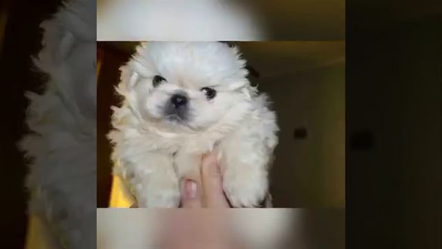 Пекинес смотреть онлайн