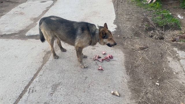Чумазый и голодный Пират. смотреть онлайн