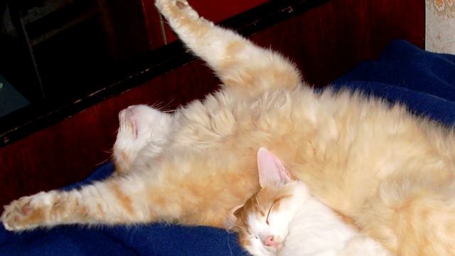 Усы Лапы Хвост. Кото-слайд-шоу. смотреть онлайн