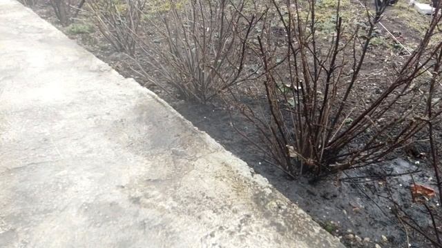 Чем обработать смородину весной?Обрабатываем кусты смородины!