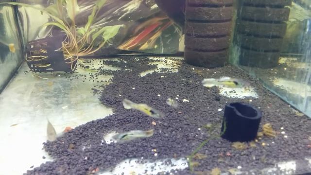 Гуппи Эндлера Тигр (Tiger endler guppy) самцы и самки смотреть онлайн