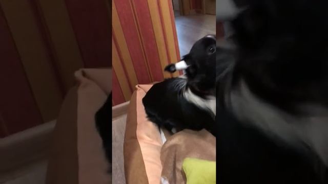 Подклеивание ушей у чихов. Ставим ушки чихуахуа. Как ходит чихуахуа с подклеенными ушками. смотреть онлайн