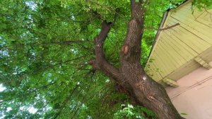 ГРУЗИЯ. ГОРОД ГОРИ - КАКОЙ ОН СЕЙЧАС? ПРОГУЛКА ПО ЦЕНТРУ ГОРОДА #georgia #gori #travel