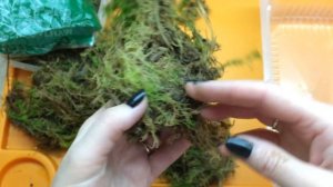 Выращивание мха в домашних условиях. Мох сфагнум незаменим для орхидей, как же вырастить его дома?