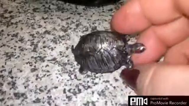 Переделала декоративный аквариум. смотреть онлайн