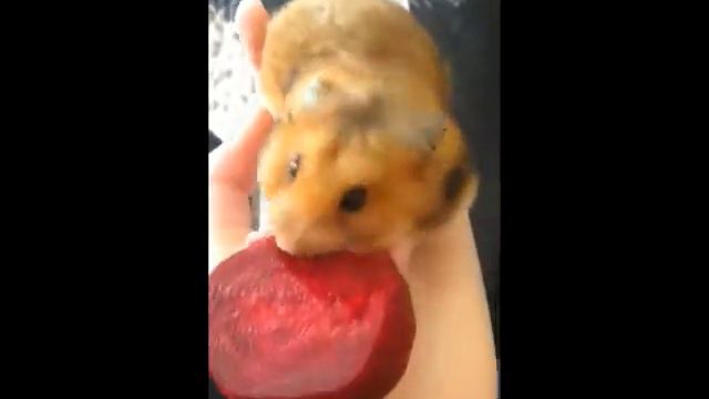 Мое ПЕРВОЕ видео//ХОМЯК ПЕРВЫЙ РАЗ КУШАЕТ СВЕКЛУ/Ми ми видео смотреть онлайн