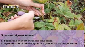 ЛЕТНЯЯ ОБРЕЗКА КЛУБНИКИ - Нужно ли Обрезать Листья Клубники Летом - Как Омолаживать Клубнику
