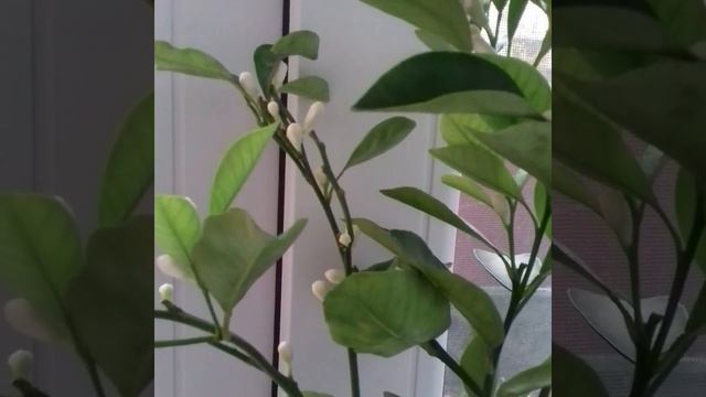 Каламондин смотреть онлайн