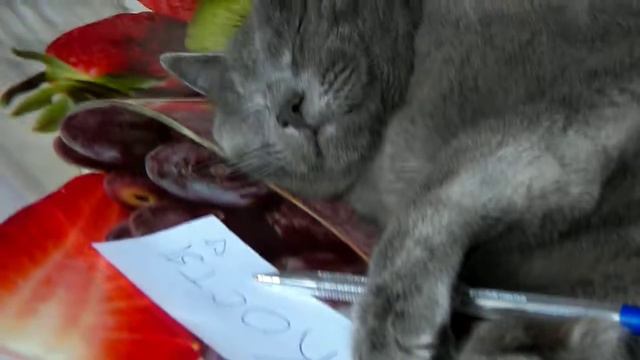 Привет от кОтиса КОСТЯ смотреть онлайн