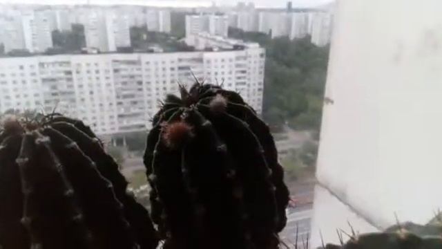 Кактус набирает бутоны смотреть онлайн