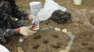 Посадка нарциссов осенью.