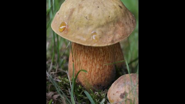 Suillellus luridus смотреть онлайн