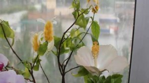 Нашатырный спирт для комнатных растений. Плюсы и минусы применения нашатыря.