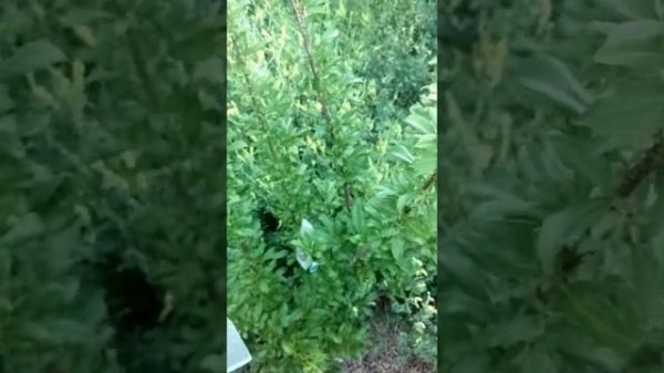 Spring Satin Plumcot Review.