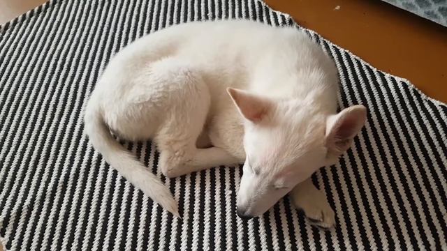 Едим делать прививку. Когда нам посоветовали стерилизовать щенка. БШО смотреть онлайн