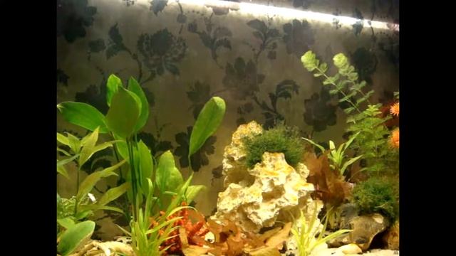 АКВАРИУМНЫЕ РАСТЕНИЯ НИМФЕЯ В АКВАРИУМЕ, КАК САЖАТЬ, УХОД И РАЗВЕДЕНИЕ В YouTube Часть 9 смотреть онлайн