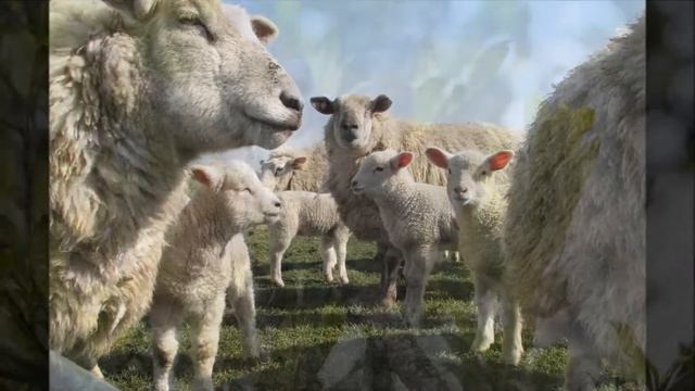 СТОПА ПОЧАЕВСКОЙ ПРЕСВЯТОЙ БОГОРОДИЦЫ автор исполнитель Николай Омельченко автор проекта Надежда Ом смотреть онлайн