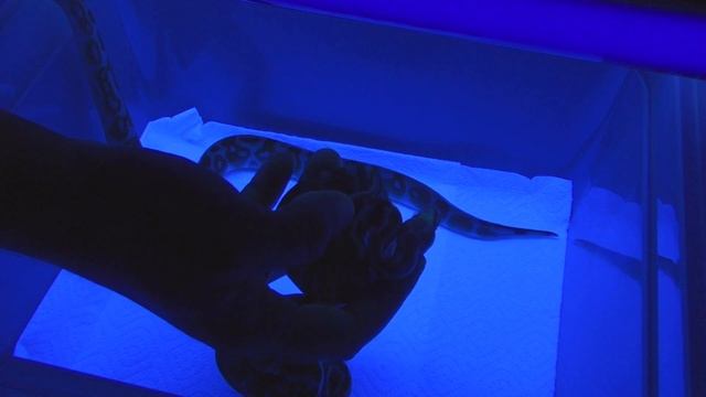 Albino & Albino Lavander Можно с помощью УФ ЛАМПЫ , увидеть разницу ? смотреть онлайн