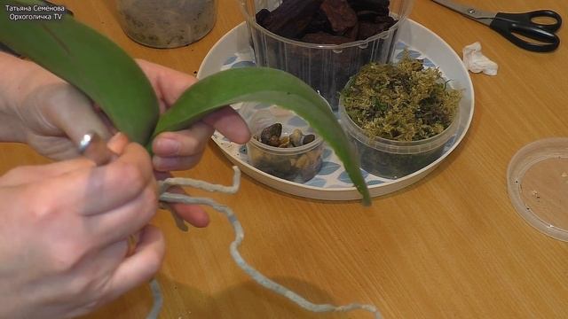 ?Эта ОРХИДЕЯ ШОКИРОВАЛА своими КОРНЯМИ❕ А может ОПАСНЫЕ ПОСАДКИ это наши ПРЕДРАССУДКИ❓? смотреть онлайн