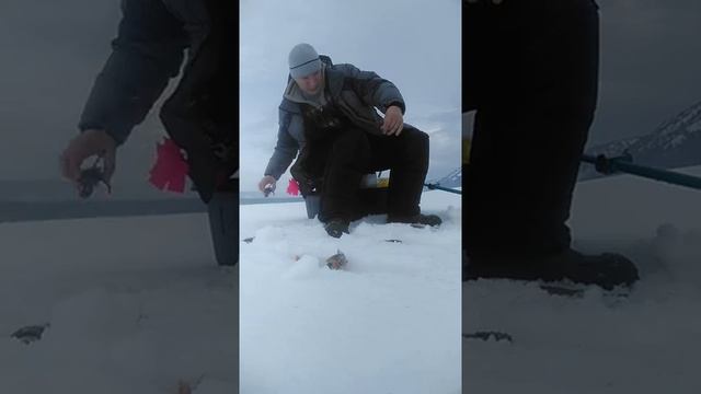 Окунь на золотой зуб Красноярск Квх 23 марта