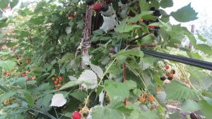 Размножение и уход за малиной Кумберленд