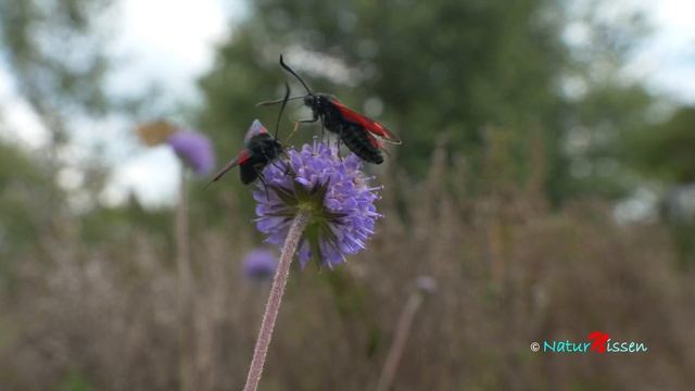 Seksplettet Køllesværmer, Zygaena filipendulae - Six-spot Burnet - Sechsfleck Widderchen смотреть онлайн