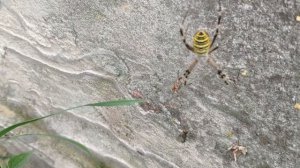 Ядовитый паук Аргиопа! Паук-оса, паук-зебра!