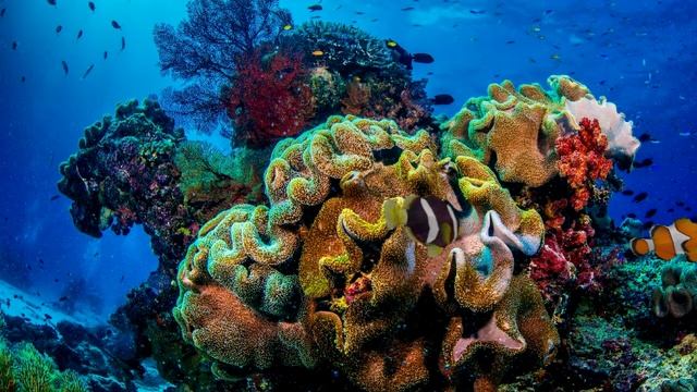 Animated 3D Tropical Fish On Coral Backgrounds