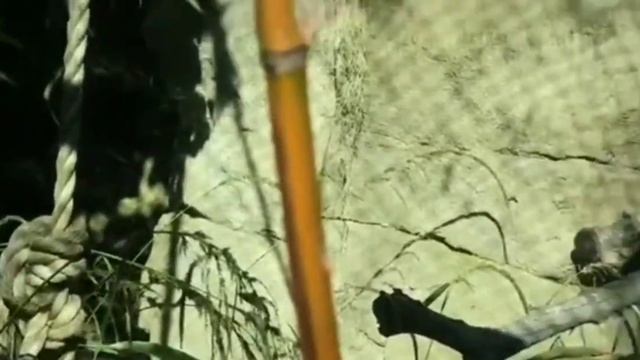 Зоопарки мира. Выпуск #3. Дальневосточные леопарды амерские и аглицкие смотреть онлайн