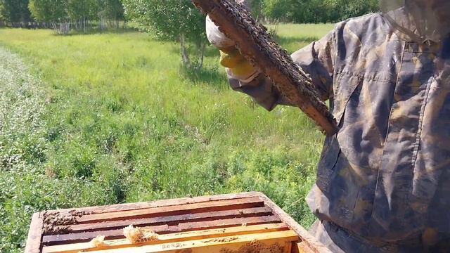 Пчелы заливают рамки мёдом и хорошим расплодом. Образец семьи. смотреть онлайн